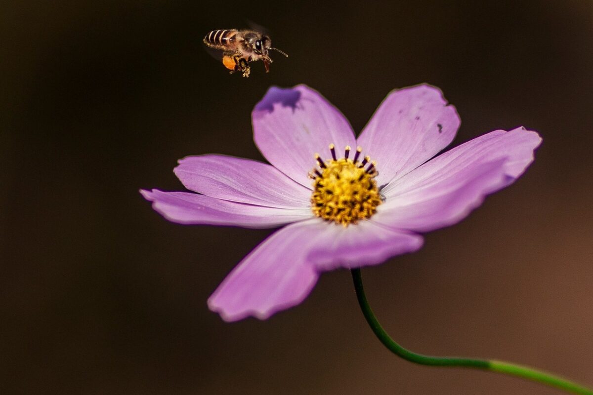 Las mejores flores para las abejas