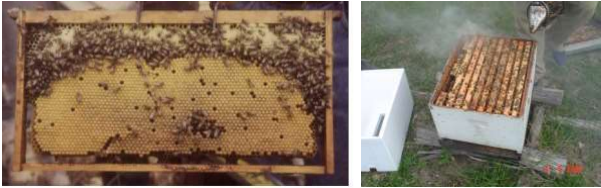 Cuadro de cría y colonia bien poblada óptimo para la multiplicación de colonias de abejas