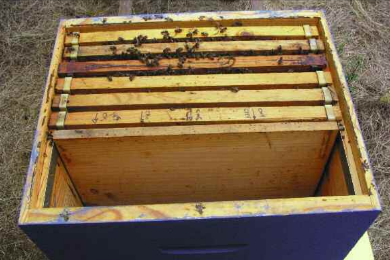 ¿Cómo regulan las abejas su temperatura?
