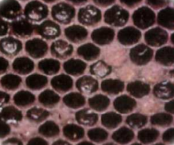 Cuando la enfermedad se desarrolla ampliamente se llegan a formar escamas dentro de las celdas a partir de las larvas muertas.