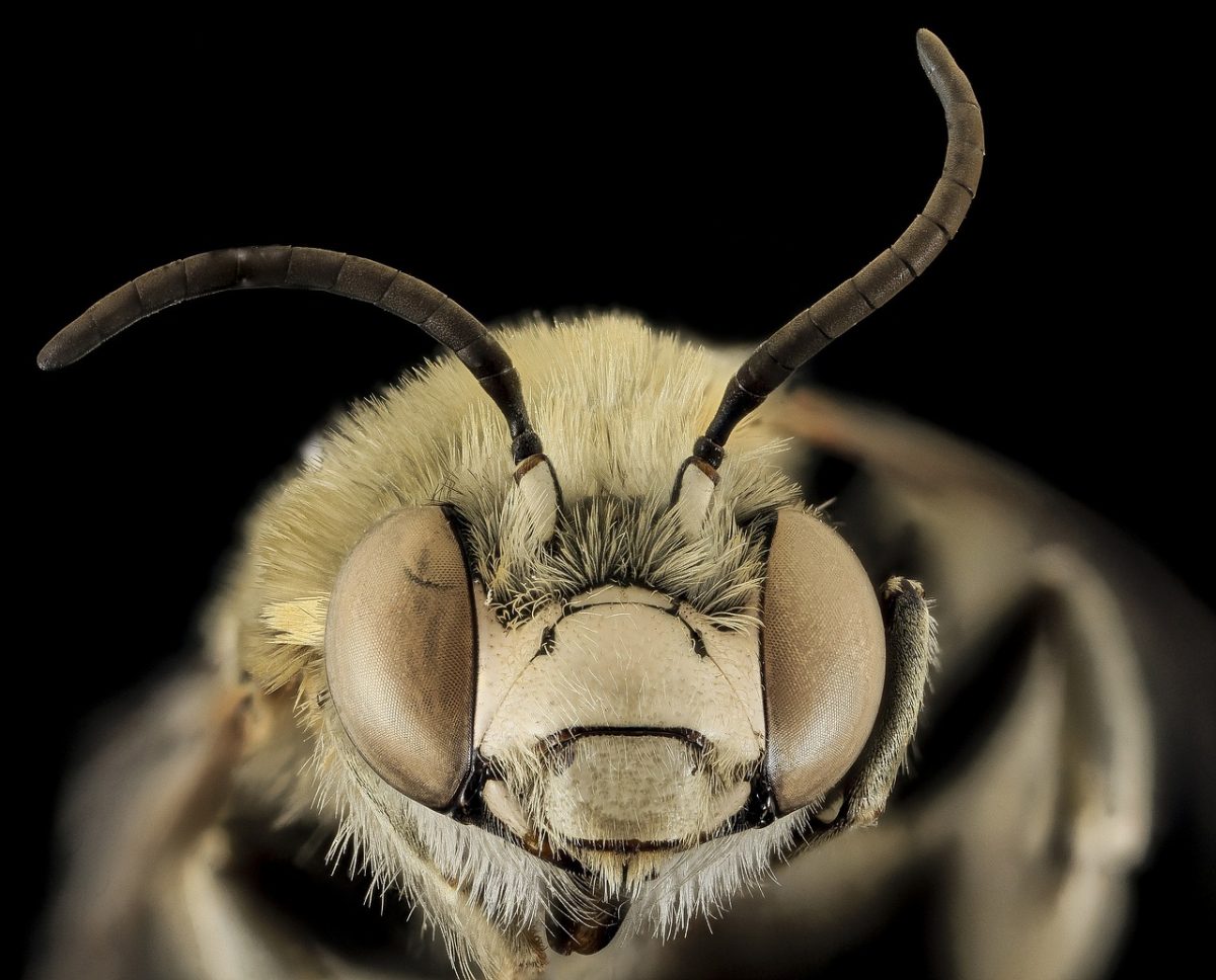 Anatomía de la abeja obrera