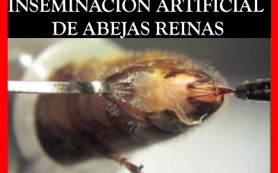 INSEMINACIÓN ARTIFICIAL DE ABEJAS REINAS