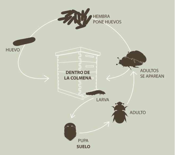 Trampa para Capturar e Inhabilitar Larvas y Adultos del escarabajo de la colmena