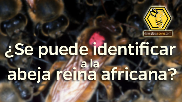 ¿Se puede identificar a la abeja reina africana?