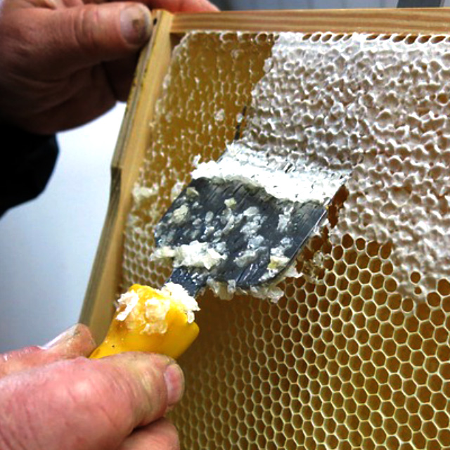 ¿Cuánto te cuesta ser apicultor?