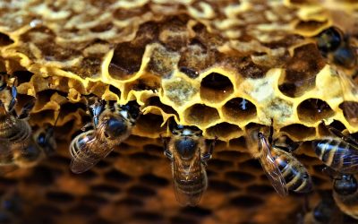 El futuro de la apicultura – OJO