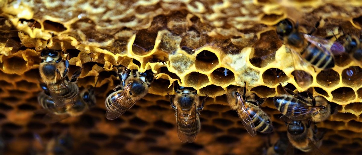 El futuro de la apicultura