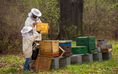 Ciclos de trabajo del apicultor en sus apiarios