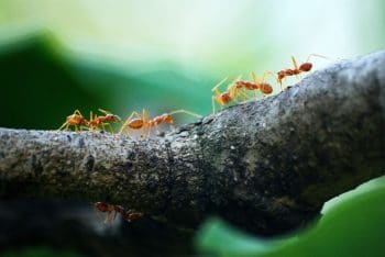 defiende de Hormigas tu apiario 