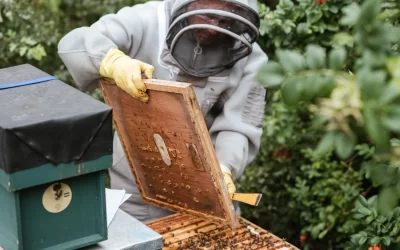como producir más miel