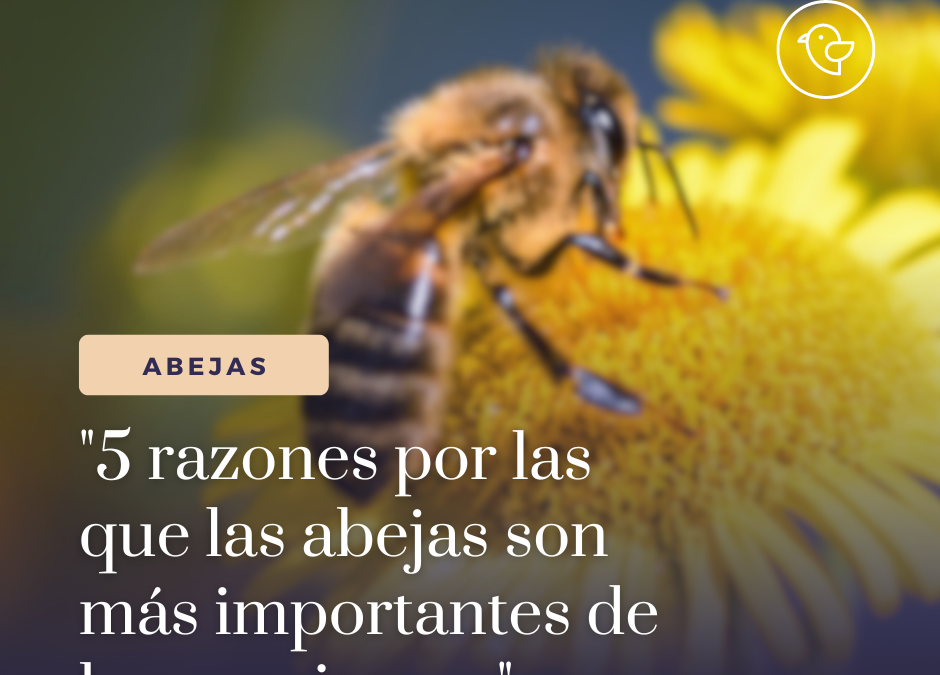 “5 razones por las que las abejas son más importantes de lo que piensas”