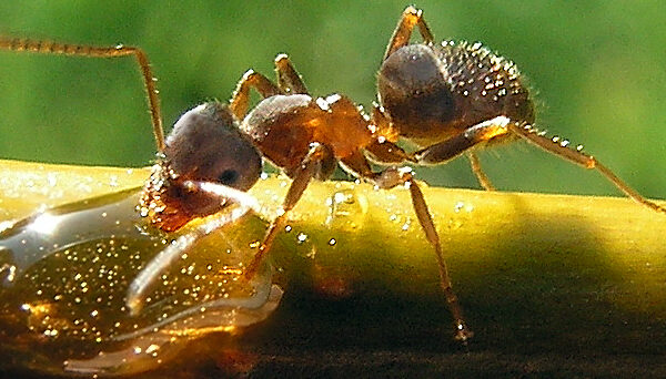 Explorando el Fascinante Mundo de las Hormigas de Miel🍯